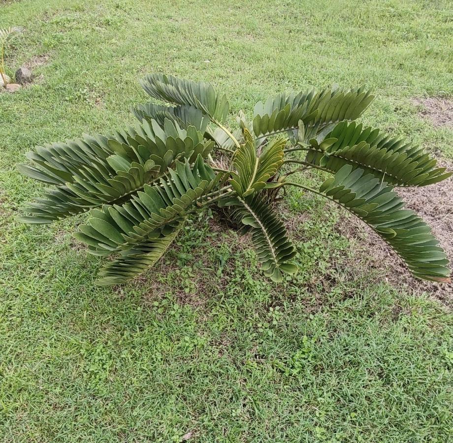 Bencastle Villa Gros Islet Kültér fotó