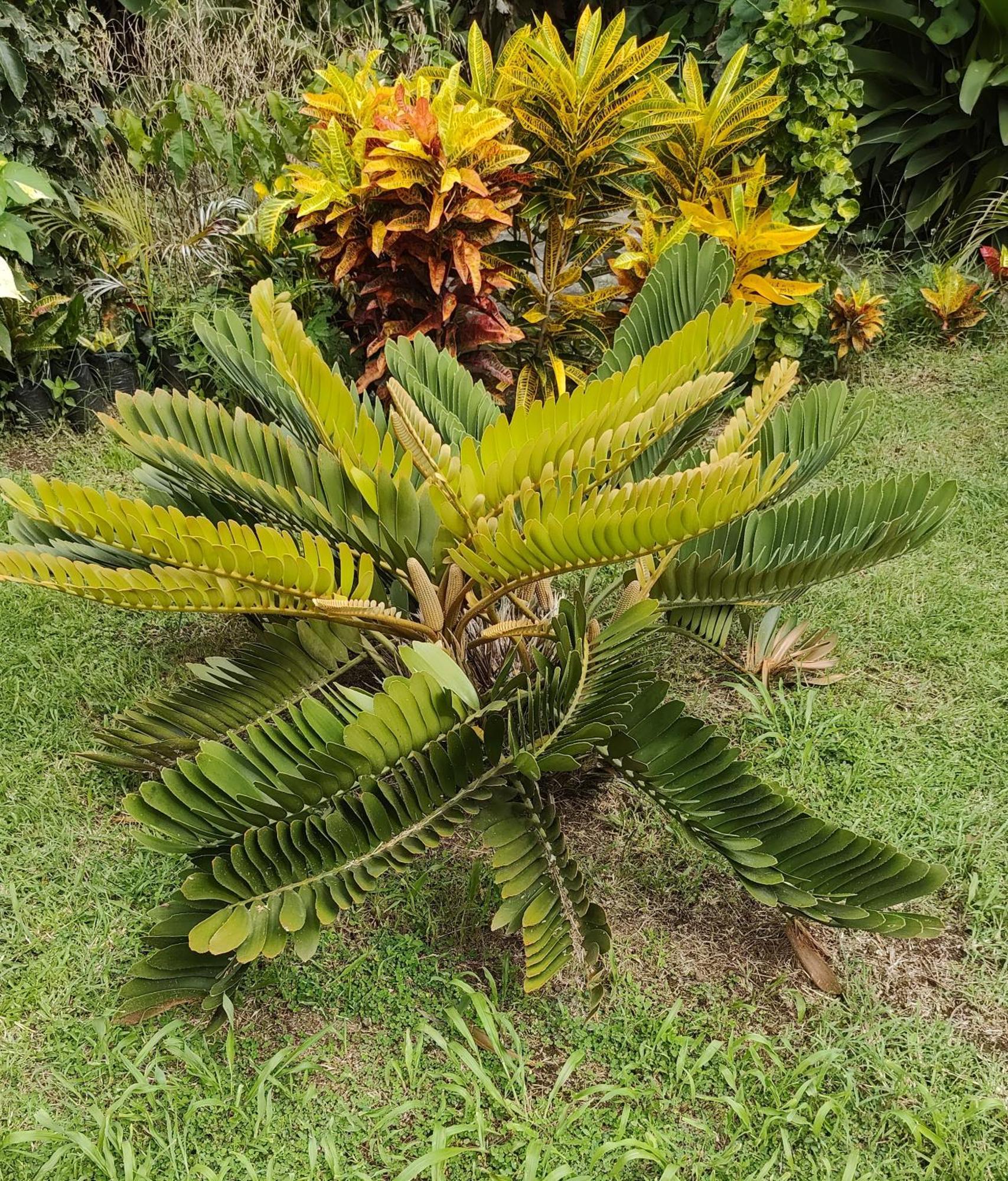 Bencastle Villa Gros Islet Kültér fotó