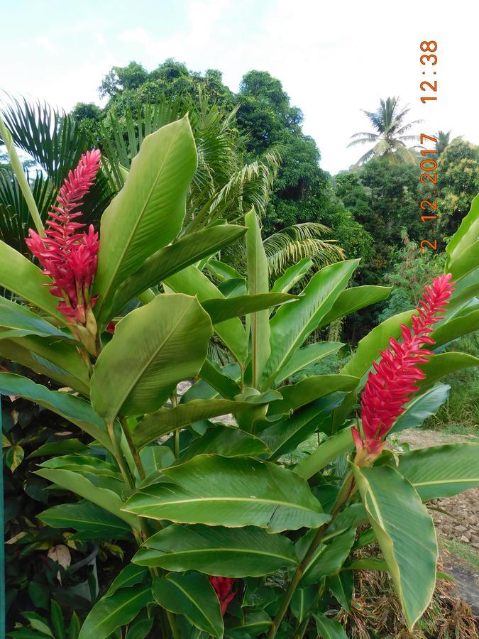 Bencastle Villa Gros Islet Kültér fotó